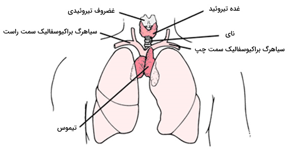 غده تیموس